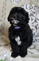 Mini Aussiedoddle x Bichon Frisé Welpen
