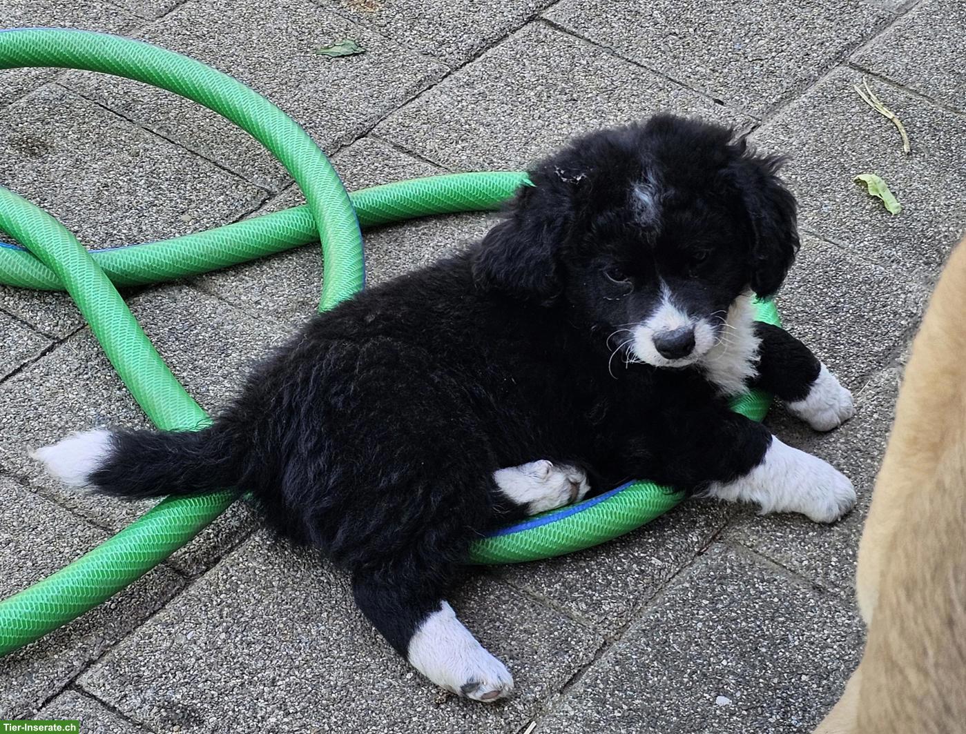 Bild 2: Mini Aussiedoddle x Bichon Frisé Welpen