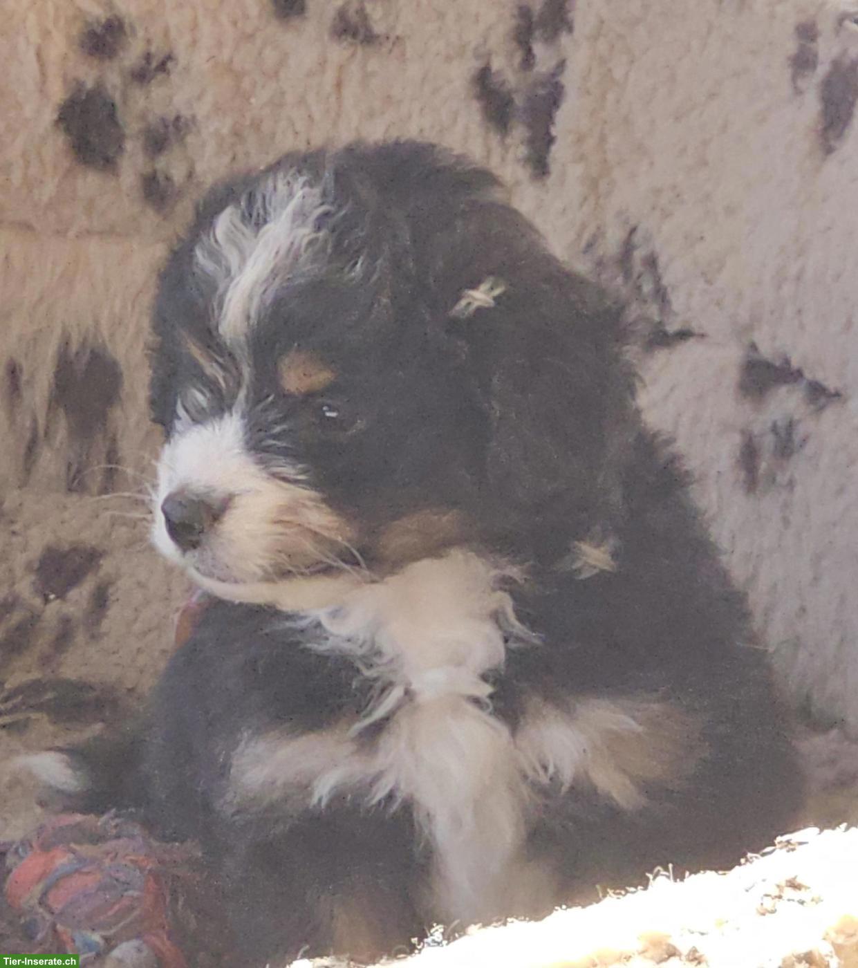 Bild 3: Mini Aussiedoddle x Bichon Frisé Welpen