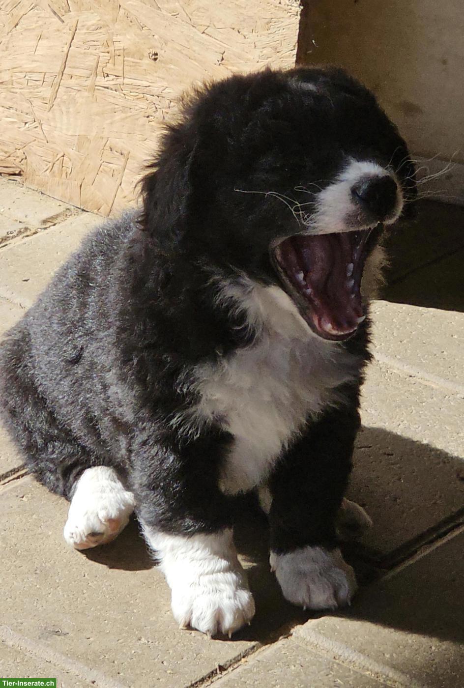 Bild 4: Mini Aussiedoddle x Bichon Frisé Welpen
