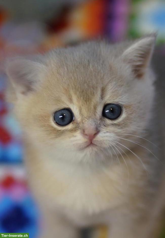 British Shorthair Katzenbabys mit Stammbaum