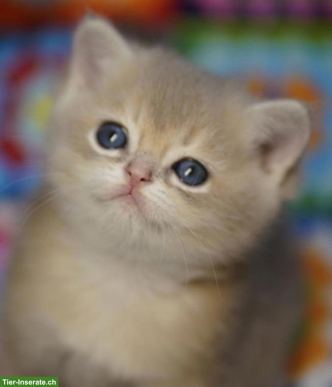 Bild 2: British Shorthair Katzenbabys mit Stammbaum