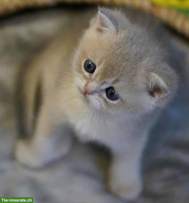 Bild 3: British Shorthair Katzenbabys mit Stammbaum
