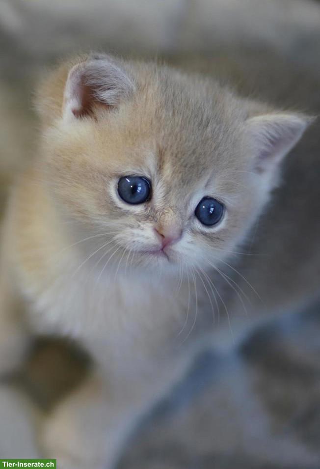 Bild 4: British Shorthair Katzenbabys mit Stammbaum