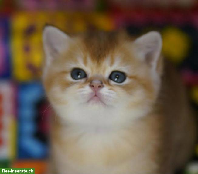 Bild 5: British Shorthair Katzenbabys mit Stammbaum