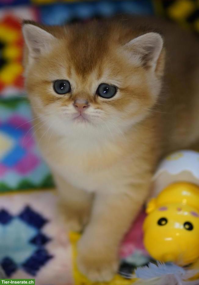 Bild 6: British Shorthair Katzenbabys mit Stammbaum