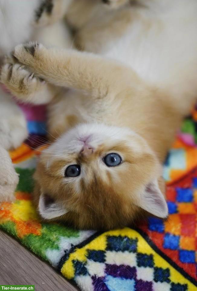 Bild 7: British Shorthair Katzenbabys mit Stammbaum