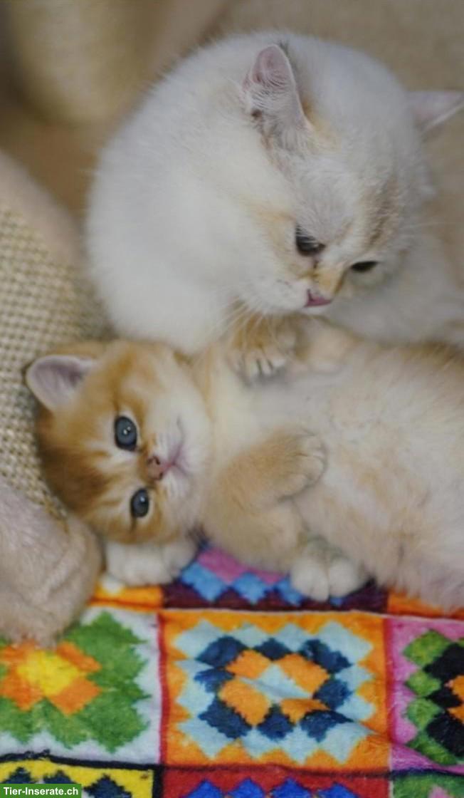 Bild 8: British Shorthair Katzenbabys mit Stammbaum