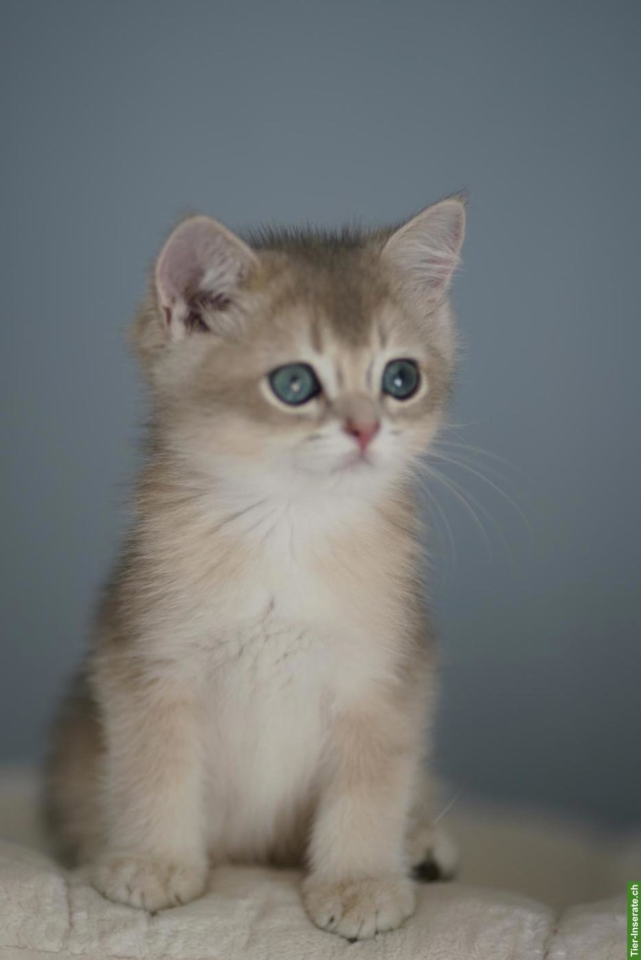 Bild 9: British Shorthair Katzenbabys mit Stammbaum