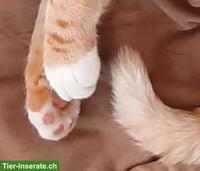Verschmustes Katzenmädchen GESUCHT für liebevolles Zuhause bei Basel