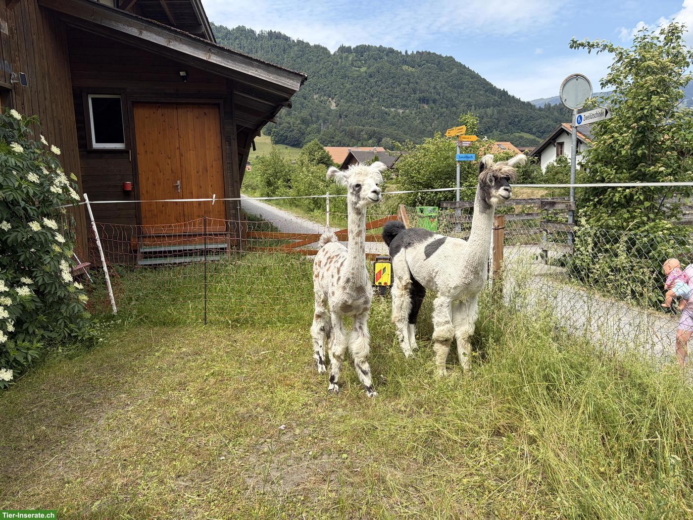 Lama Hengste zu verkaufen