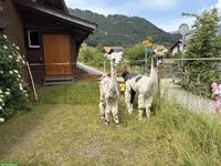 Lama Hengste zu verkaufen