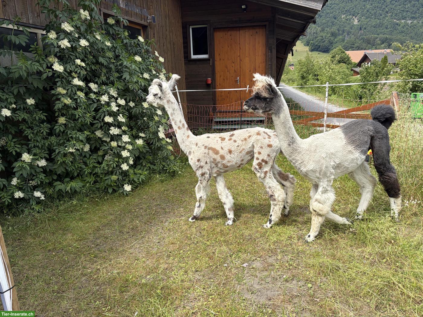 Bild 2: Lama Hengste zu verkaufen