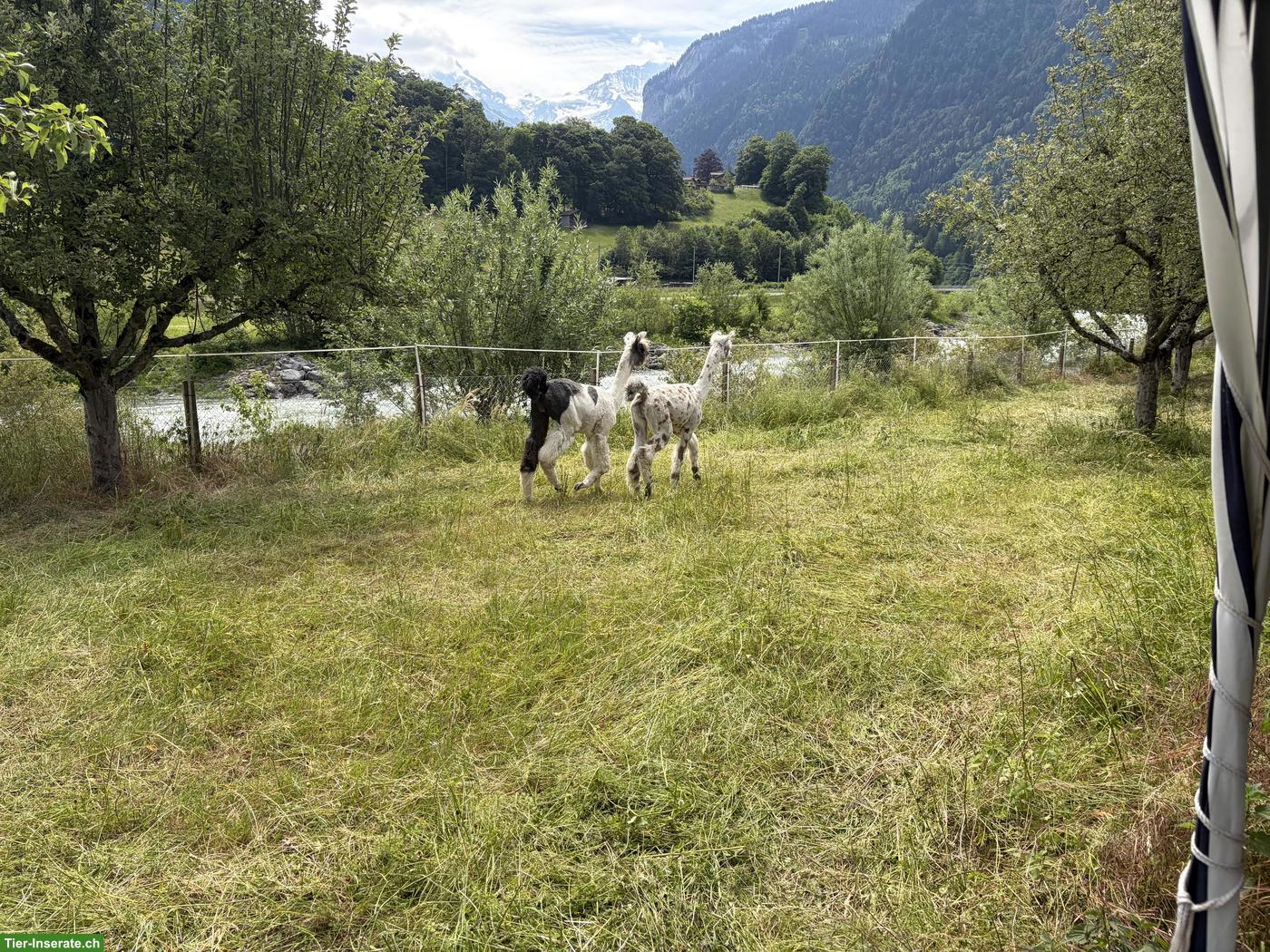 Bild 3: Lama Hengste zu verkaufen