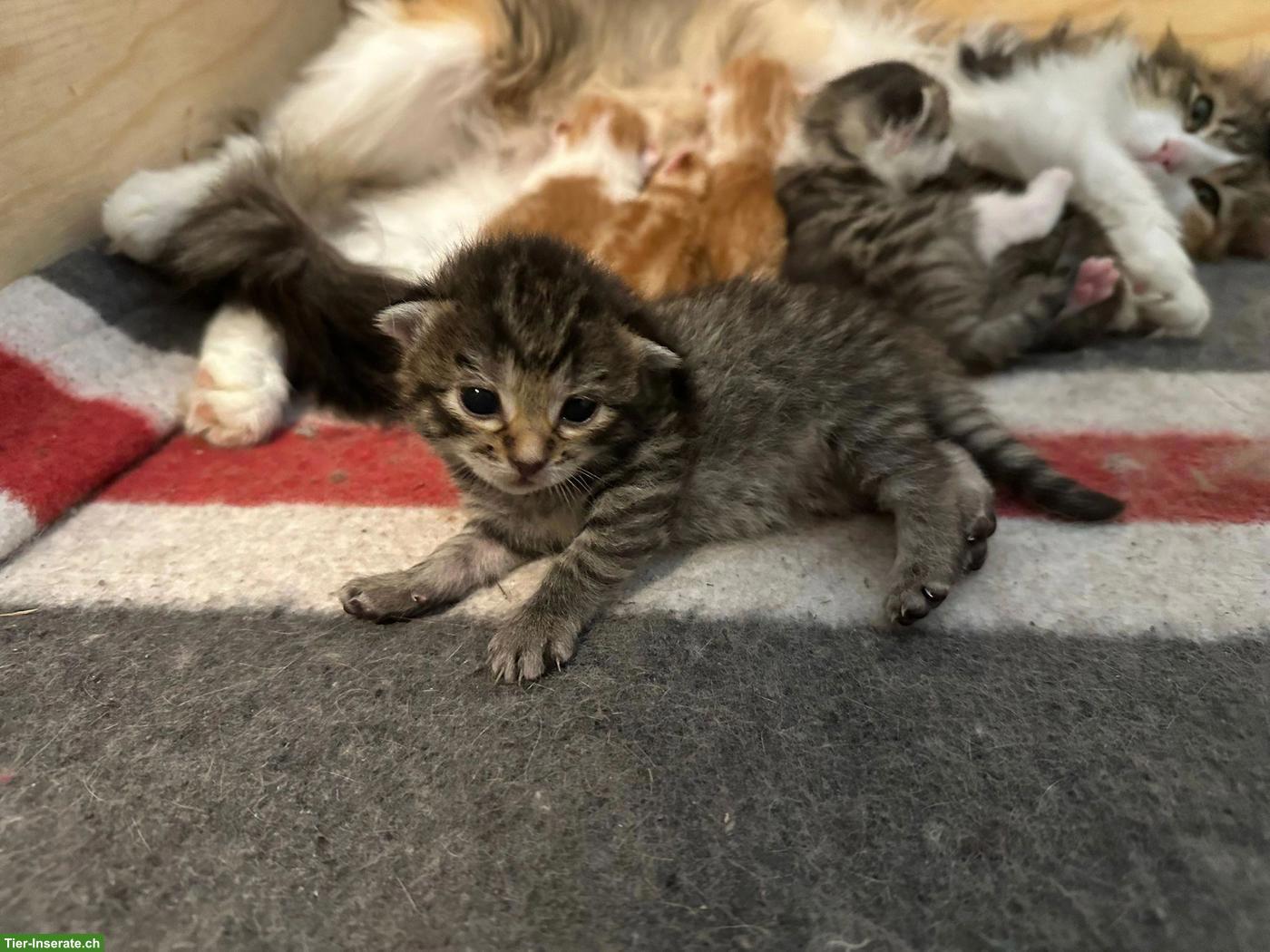 Süsse Kitten abzugeben