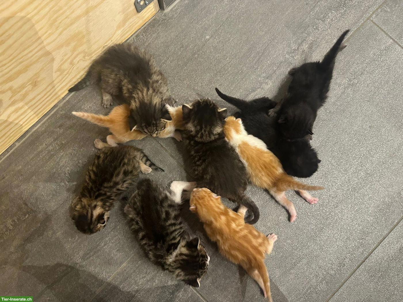 Bild 2: Süsse Kitten abzugeben