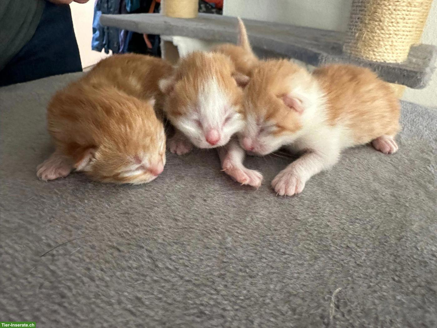 Bild 3: Süsse Kitten abzugeben
