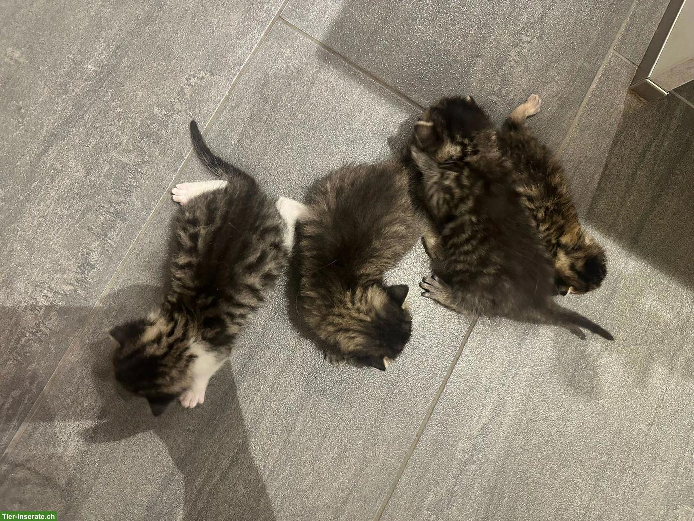Bild 4: Süsse Kitten abzugeben
