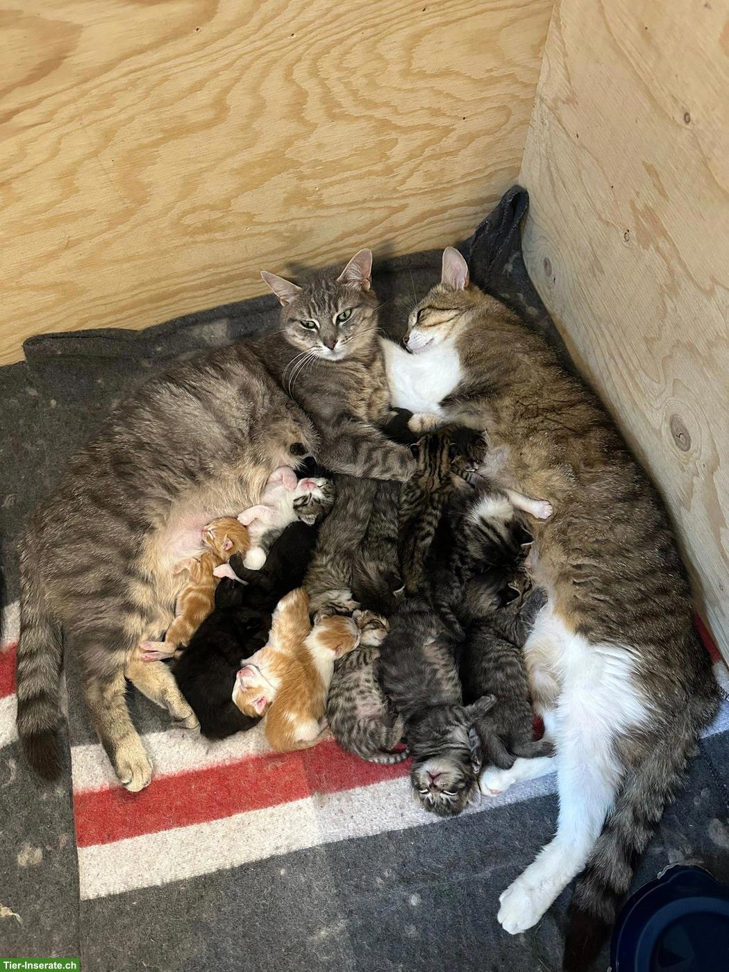 Bild 5: Süsse Kitten abzugeben