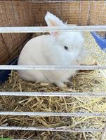 Weisses Zwergkaninchen Weibchen zu verschenken