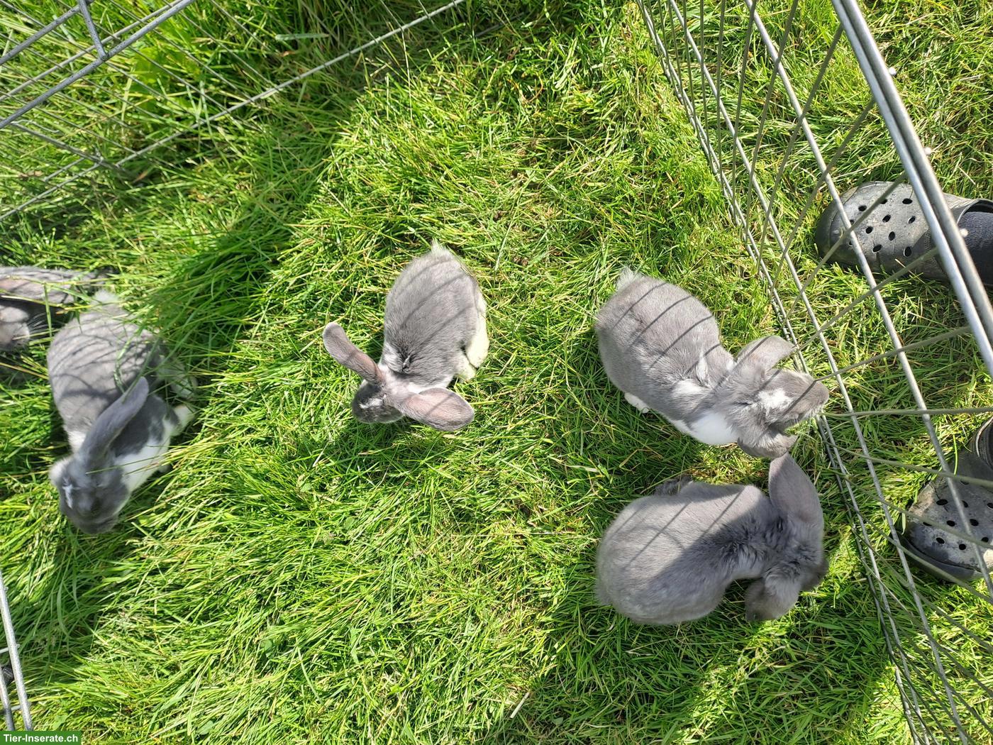Bild 4: Reinrassige Französische Widder, grau & grau-weiss gescheckt