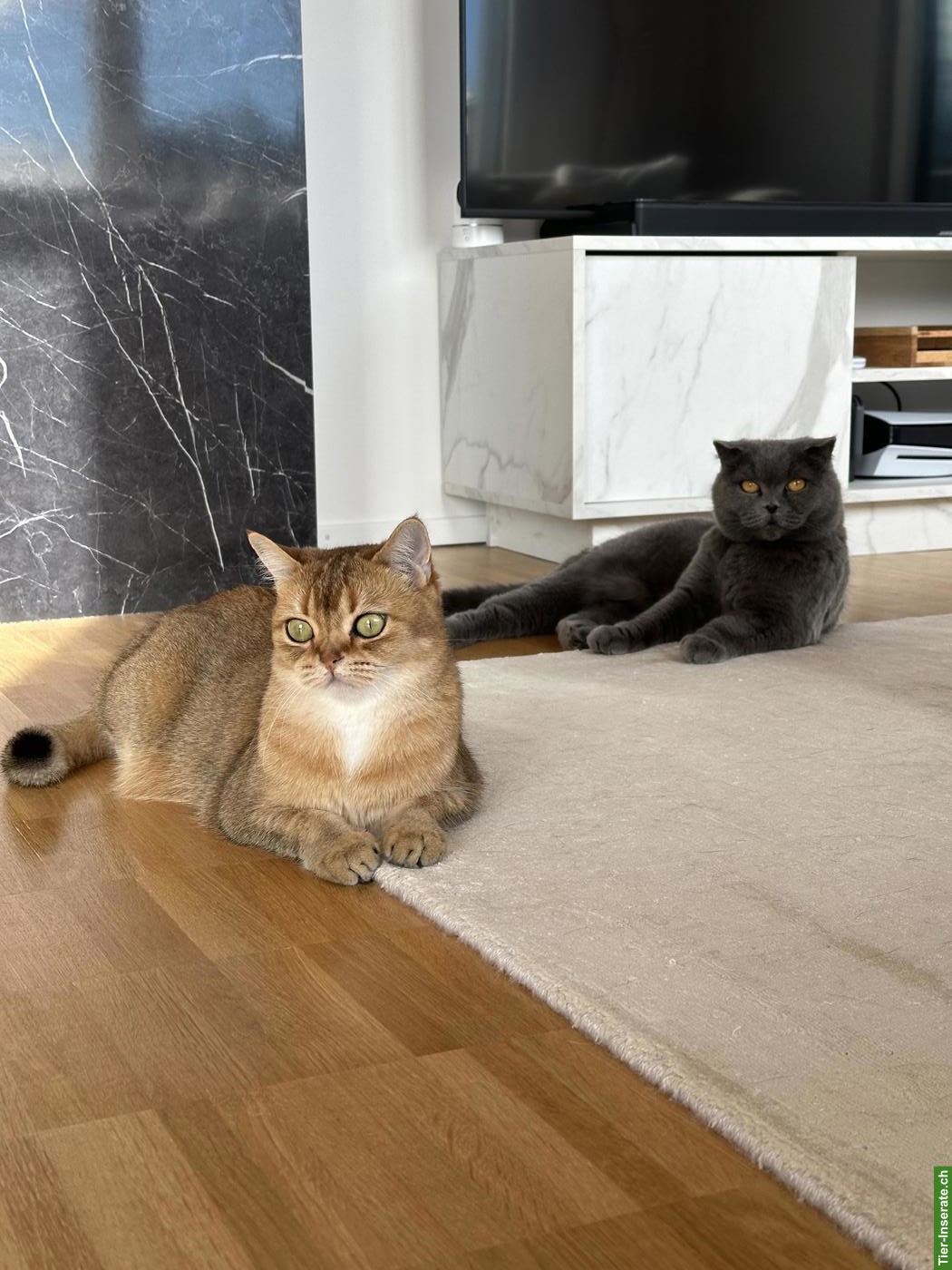 Katzen Lucy & Lilia suchen gemeinsam ihr neues Zuhause