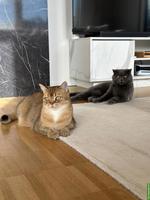Katzen Lucy & Lilia suchen gemeinsam ihr neues Zuhause