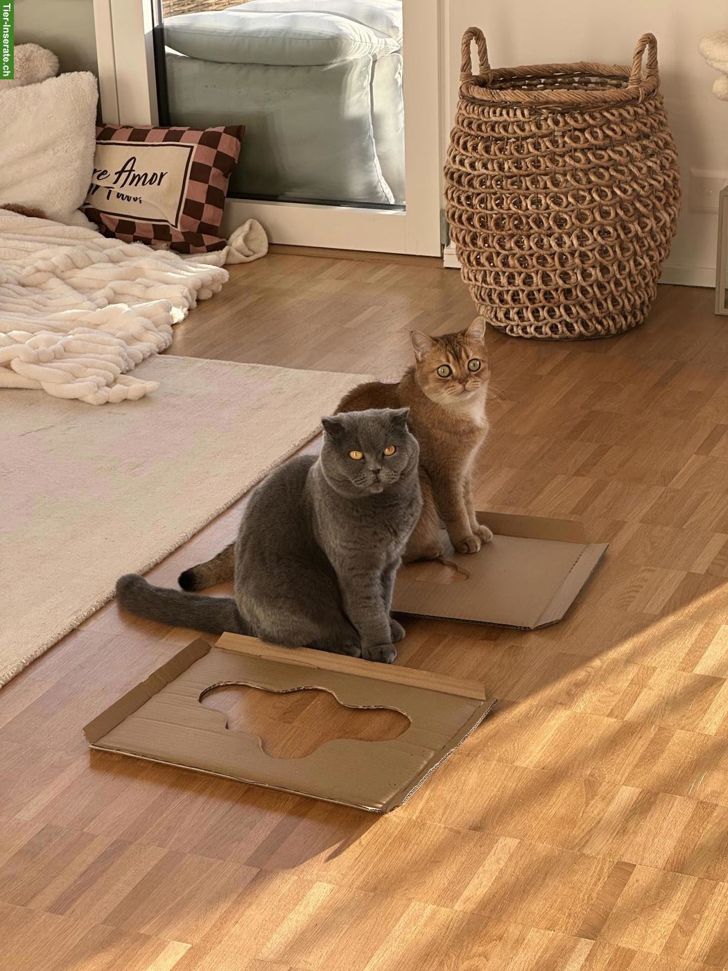 Bild 2: Katzen Lucy & Lilia suchen gemeinsam ihr neues Zuhause