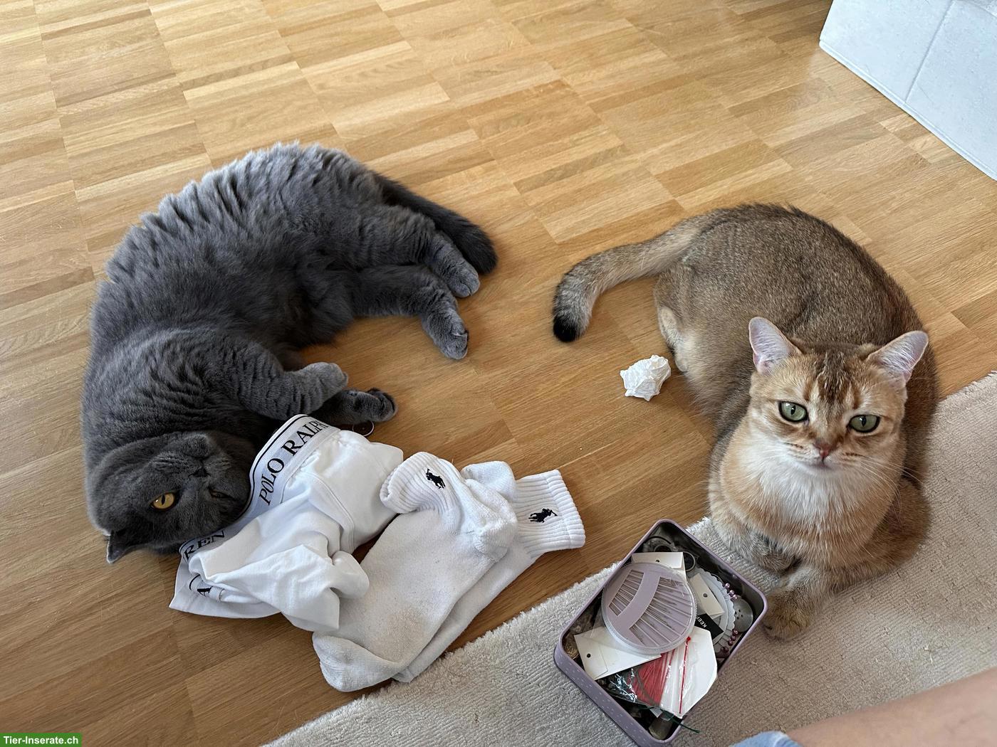 Bild 3: Katzen Lucy & Lilia suchen gemeinsam ihr neues Zuhause