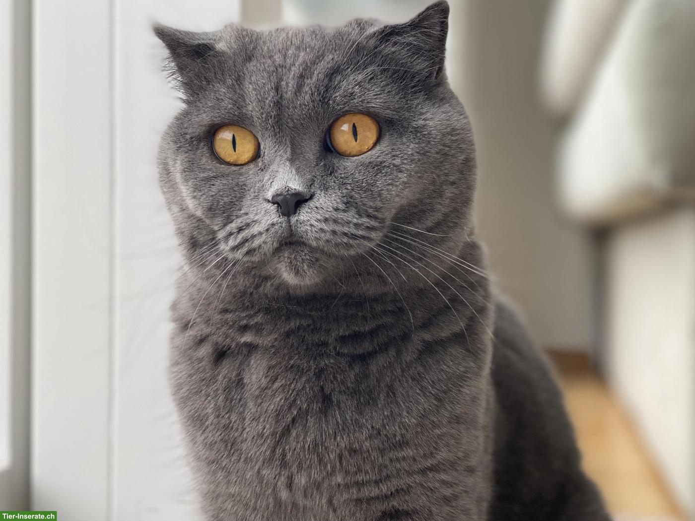 Bild 4: Katzen Lucy & Lilia suchen gemeinsam ihr neues Zuhause