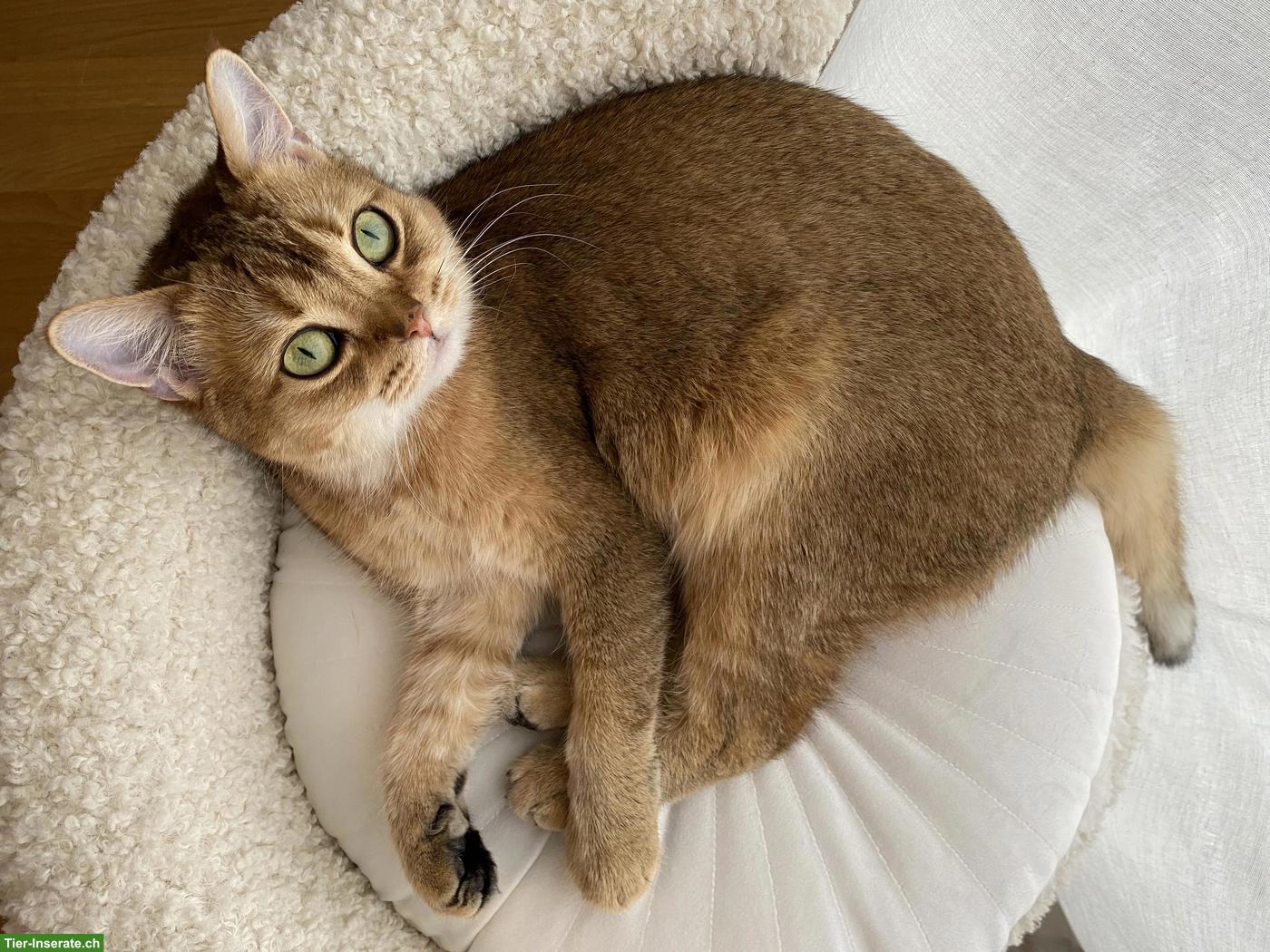 Bild 5: Katzen Lucy & Lilia suchen gemeinsam ihr neues Zuhause
