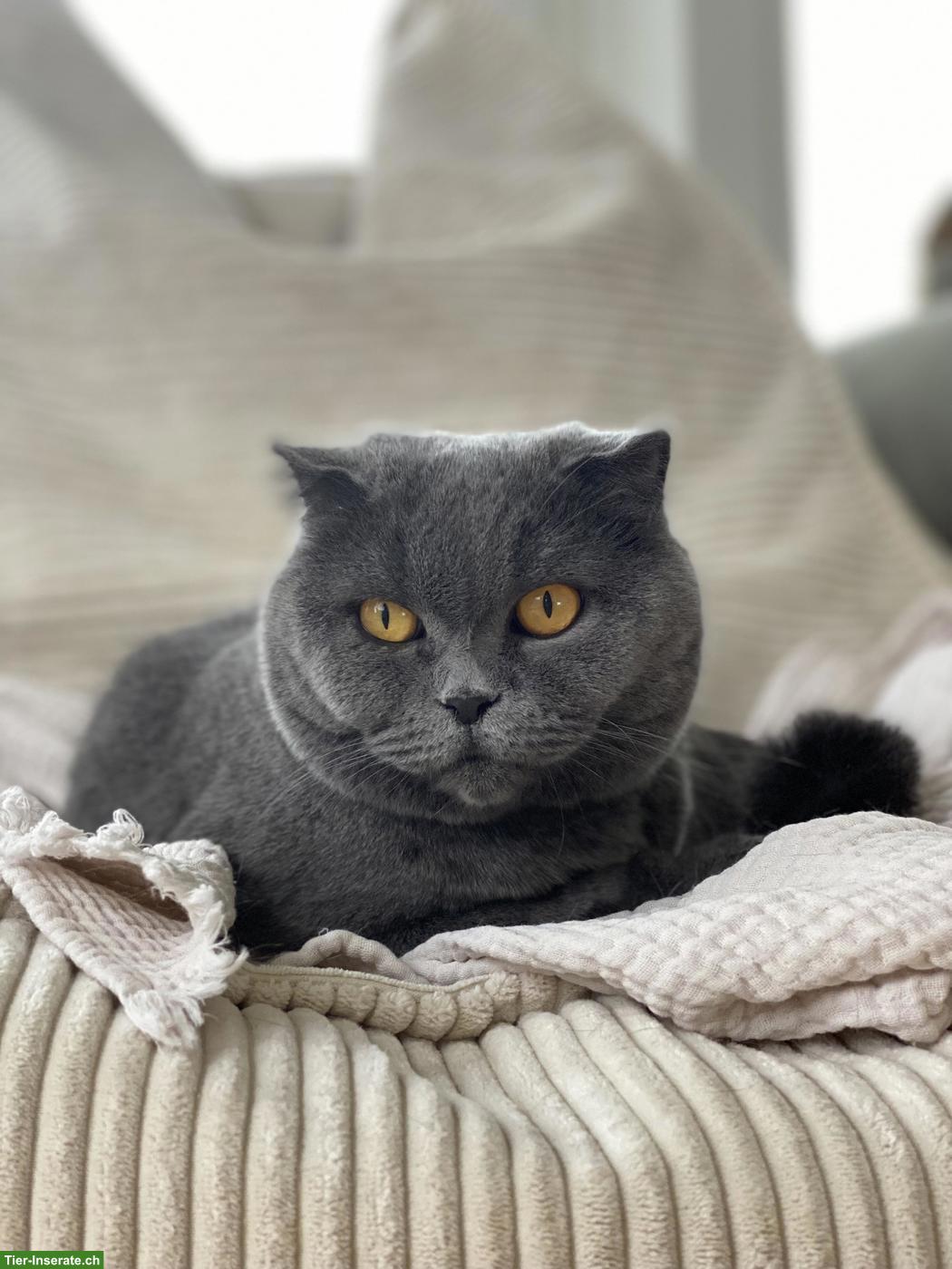 Bild 6: Katzen Lucy & Lilia suchen gemeinsam ihr neues Zuhause