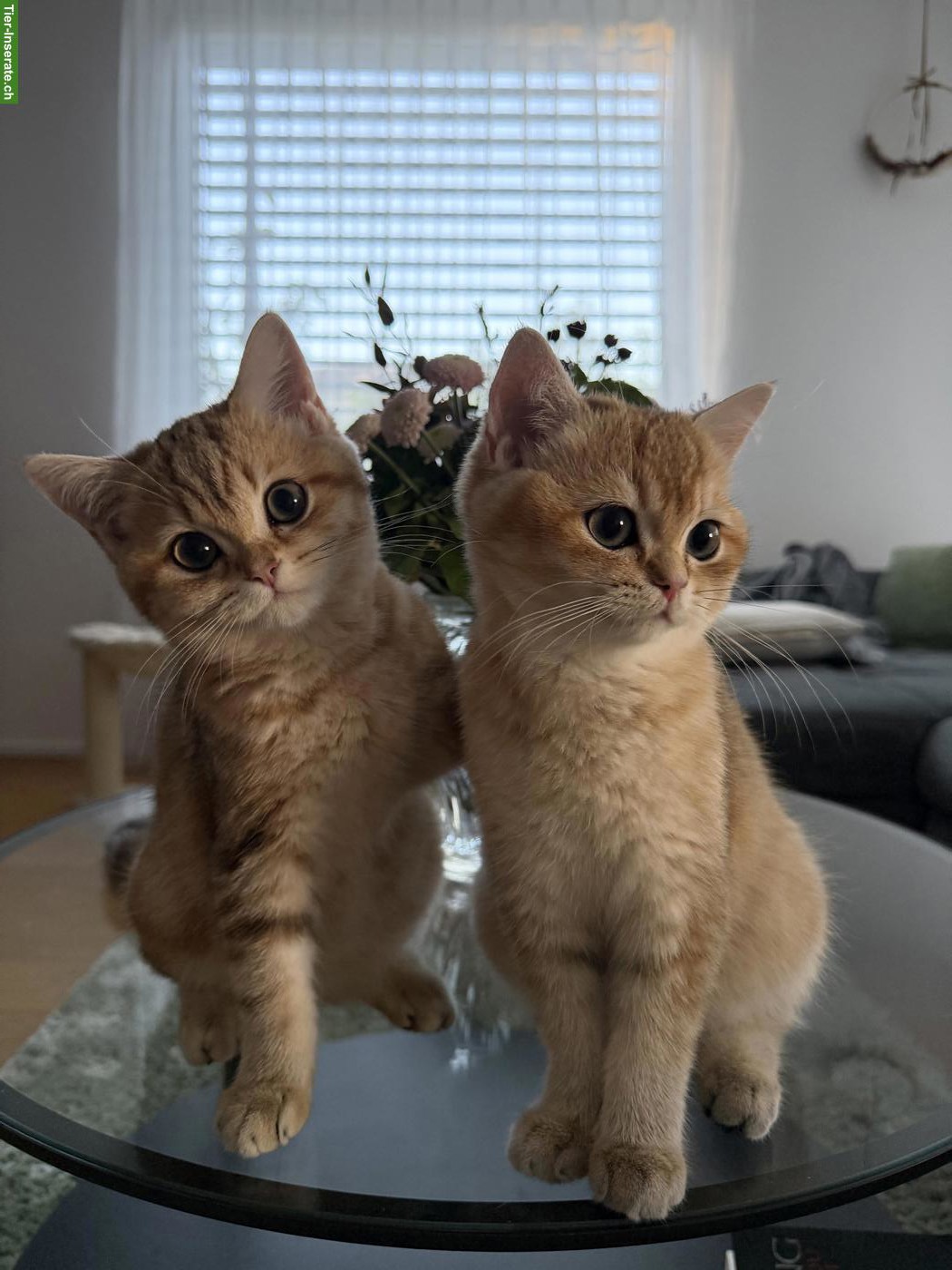 2 BKH Kater mit Stammbaum suchen liebes Zuhause