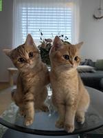 2 BKH Kater mit Stammbaum suchen liebevolles Zuhause