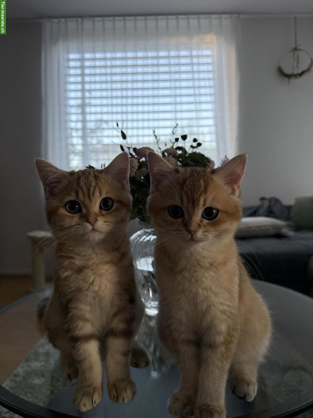 Bild 2: 2 BKH Kater mit Stammbaum suchen liebes Zuhause