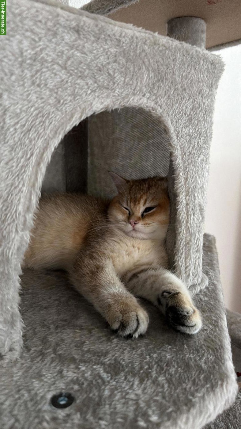 Bild 3: 2 BKH Kater mit Stammbaum suchen liebes Zuhause