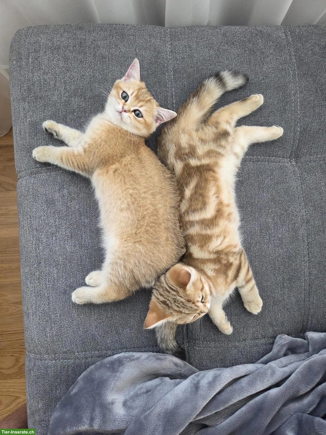 Bild 4: 2 BKH Kater mit Stammbaum suchen liebes Zuhause