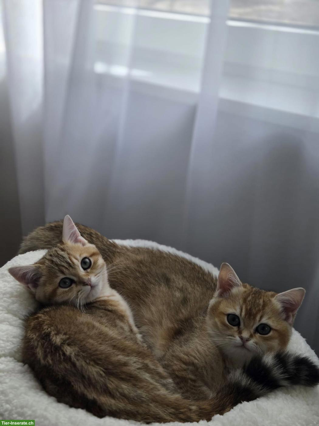 Bild 5: 2 BKH Kater mit Stammbaum suchen liebes Zuhause