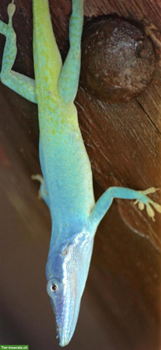 Bild 2: Exo Terrarium mit 1.2 Anolis allisoni zu verkaufen