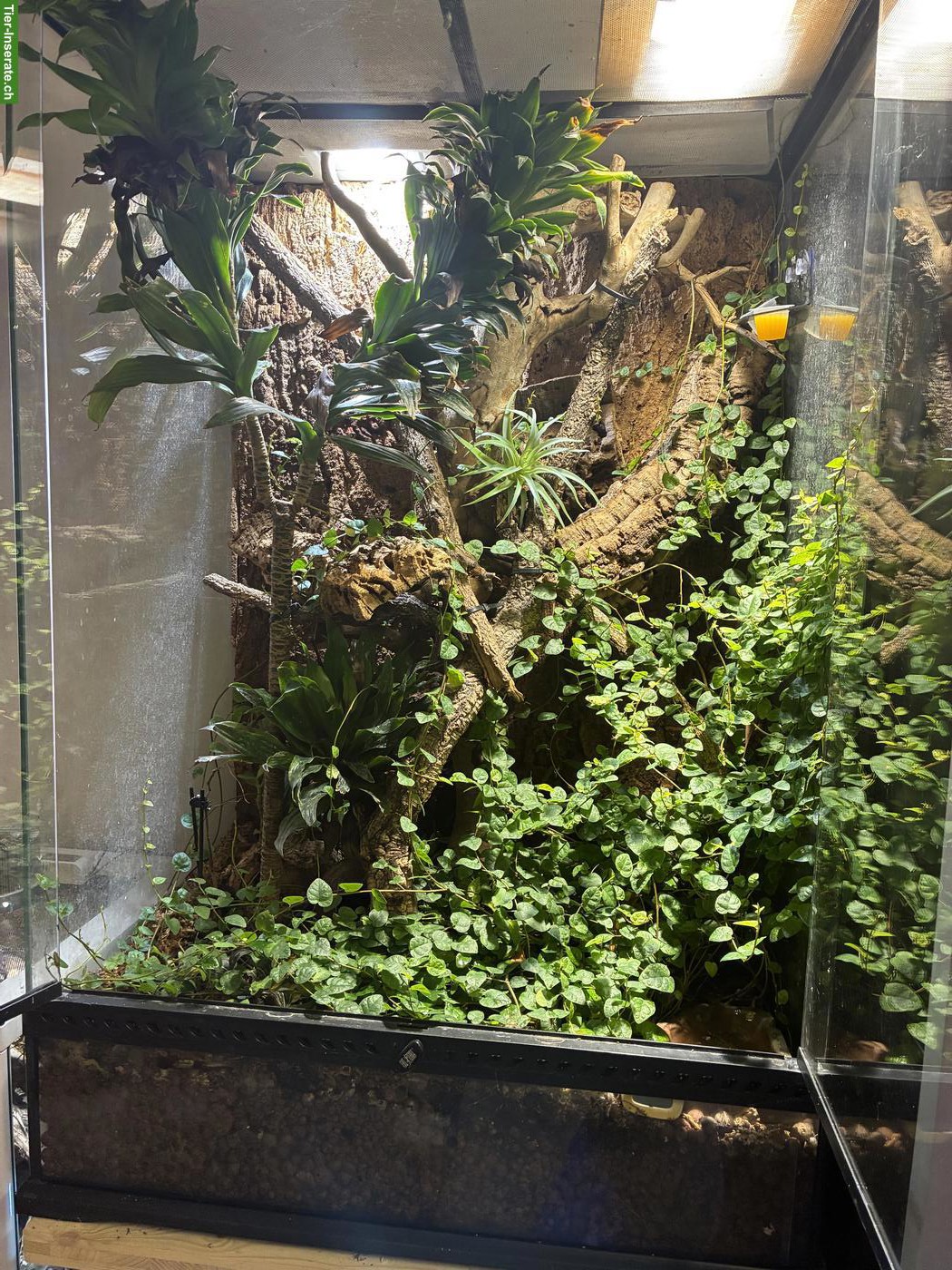 Bild 3: Exo Terrarium mit 1.2 Anolis allisoni zu verkaufen
