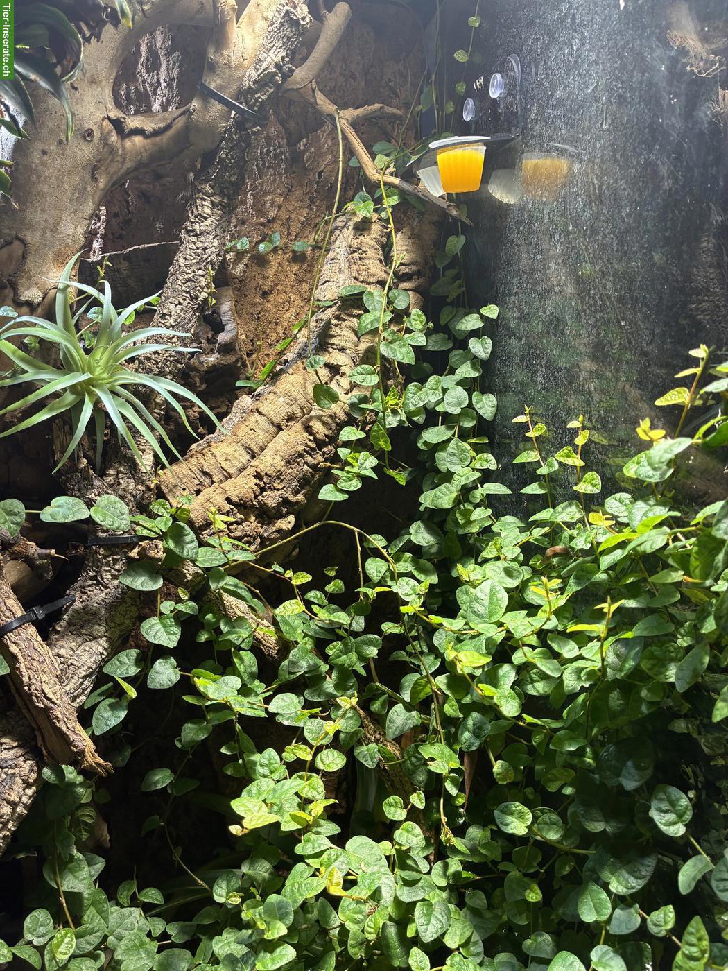 Bild 4: Exo Terrarium mit 1.2 Anolis allisoni zu verkaufen