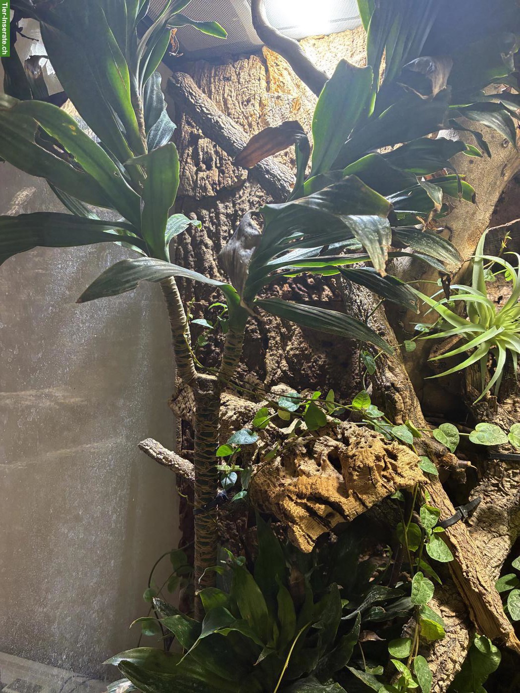 Bild 5: Exo Terrarium mit 1.2 Anolis allisoni zu verkaufen