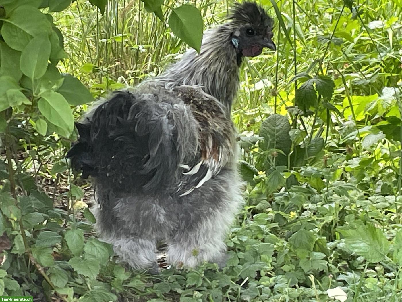 Junger, schöner Seidenhuhn Hahn gratis abzugeben