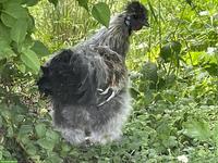 Junger, schöner Seidenhuhn Hahn gratis abzugeben