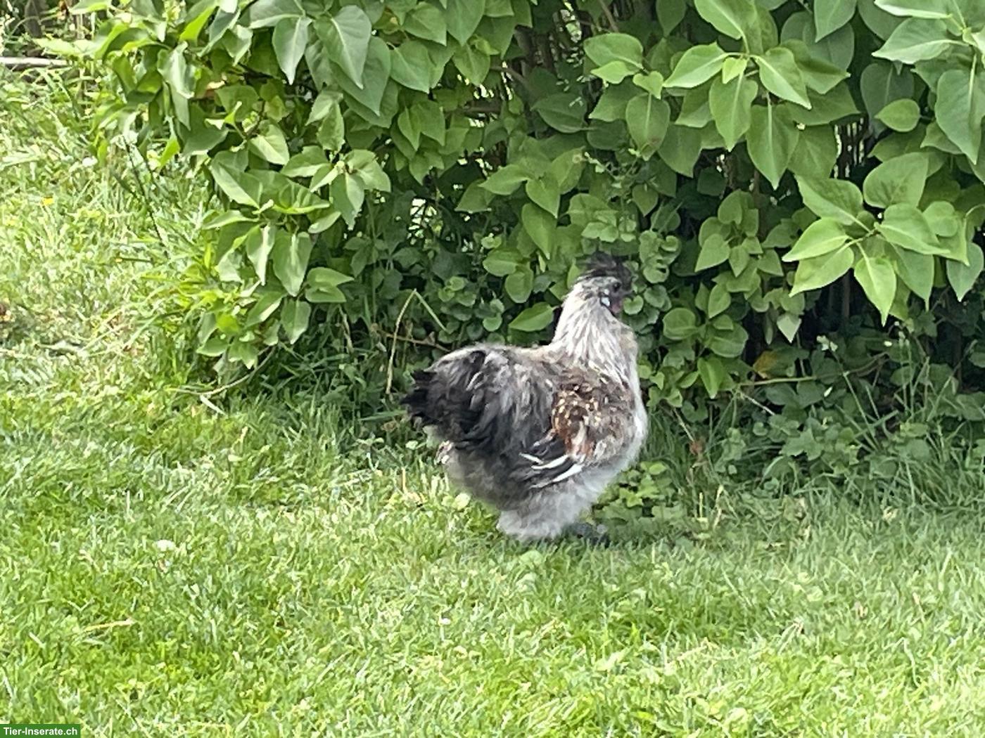 Bild 2: Junger, schöner Seidenhuhn Hahn gratis abzugeben