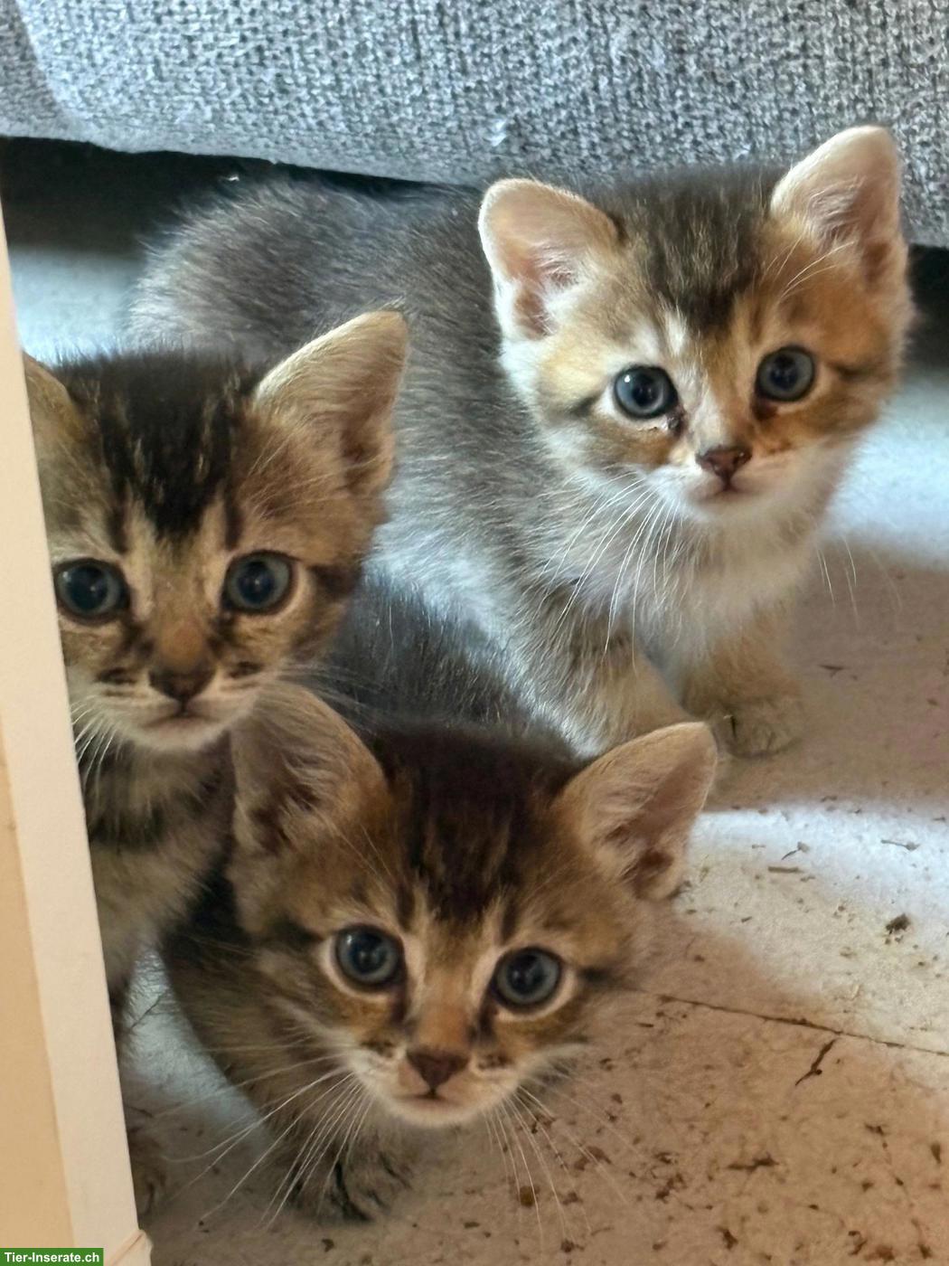 Bengal x Britisch Langhaar Mixkitten suchen ein Zuhause