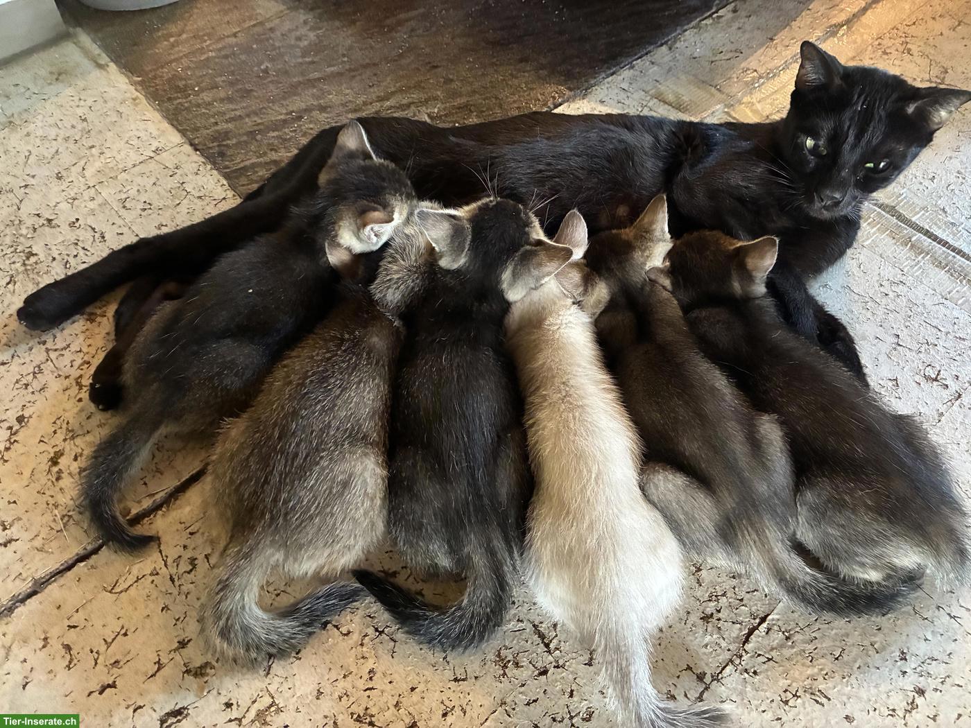 Bild 2: Bengal x Britisch Langhaar Mixkitten suchen ein Zuhause
