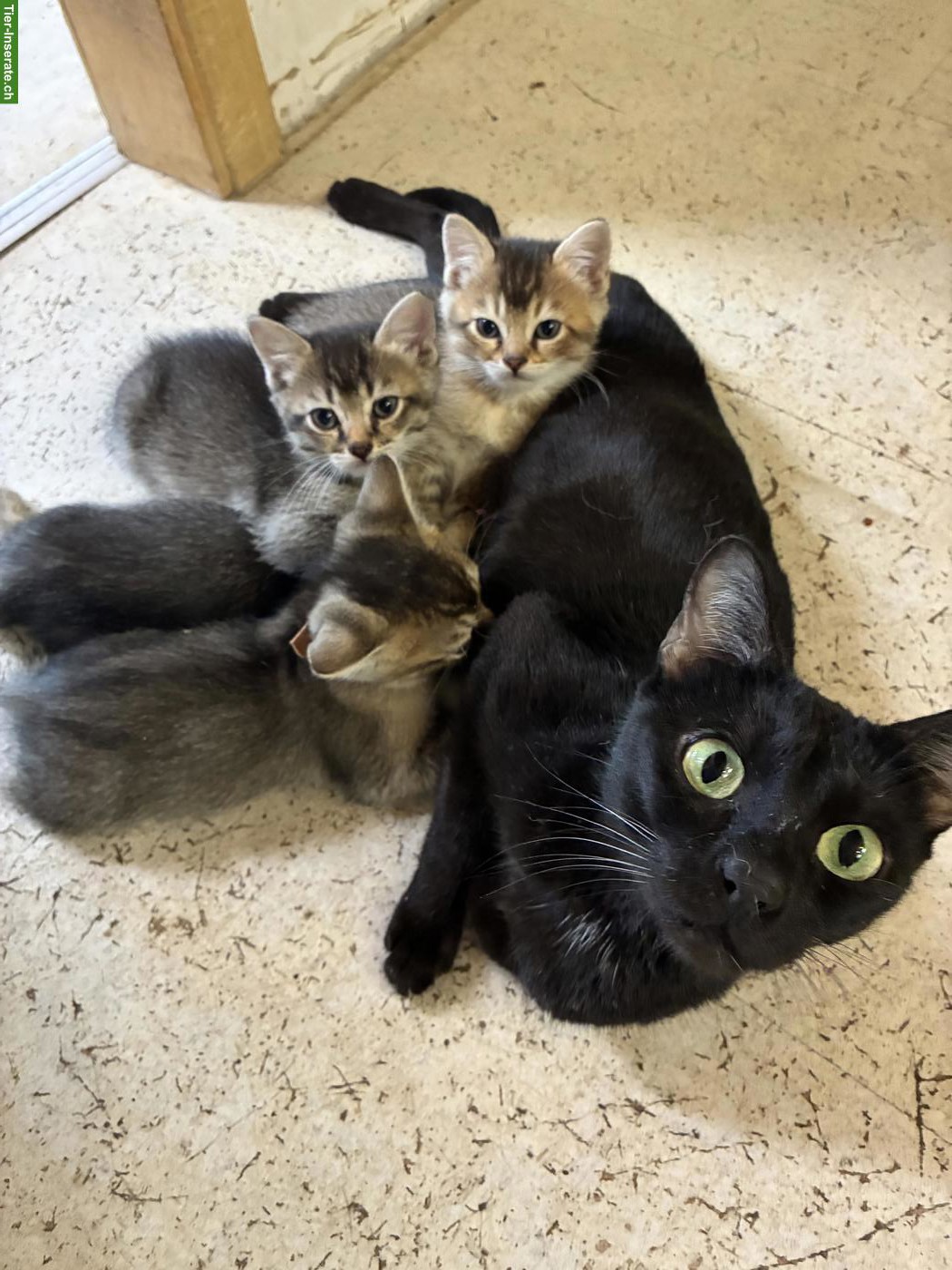 Bild 3: Bengal x Britisch Langhaar Mixkitten suchen ein Zuhause