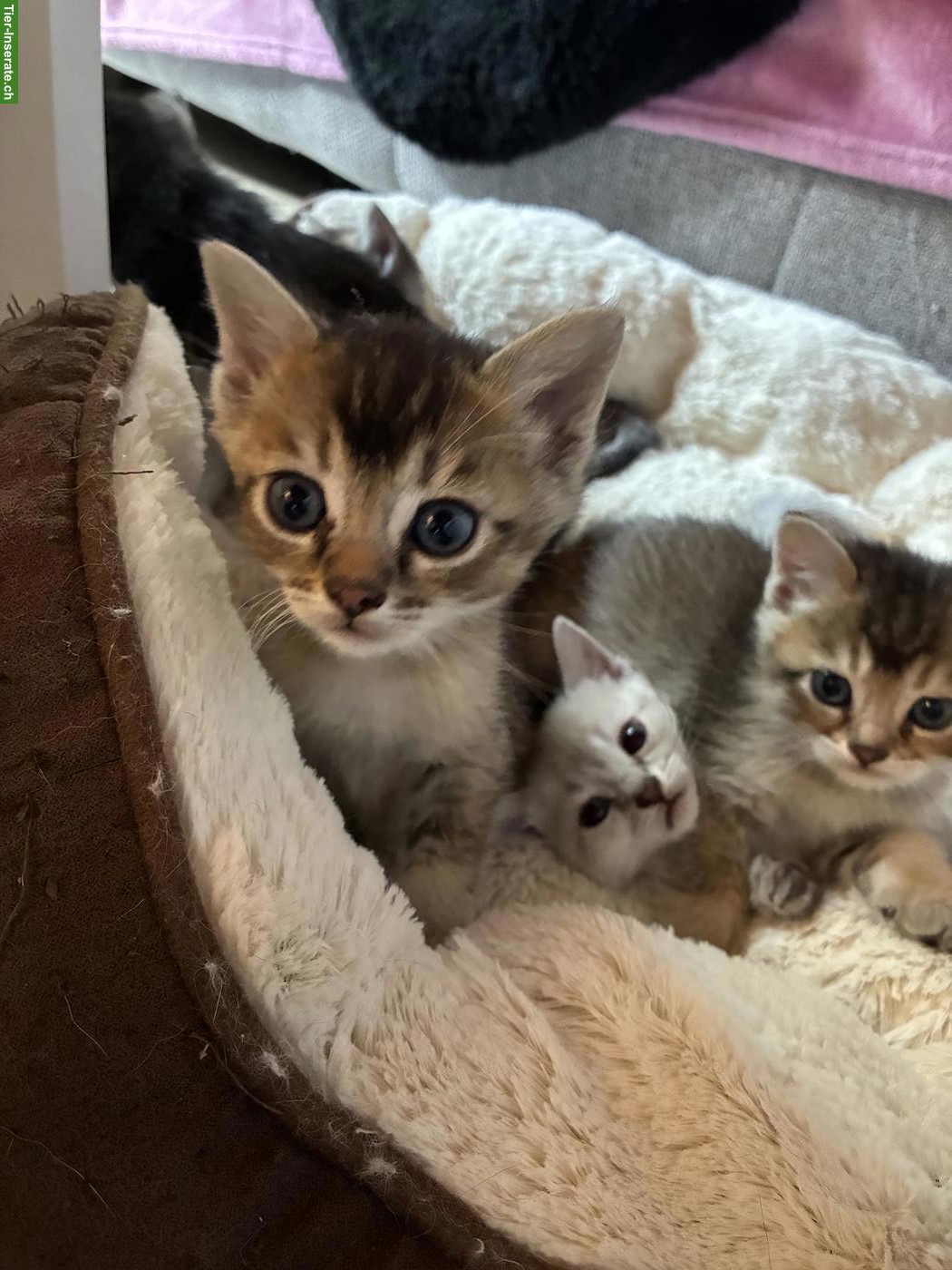 Bild 4: Bengal x Britisch Langhaar Mixkitten suchen ein Zuhause