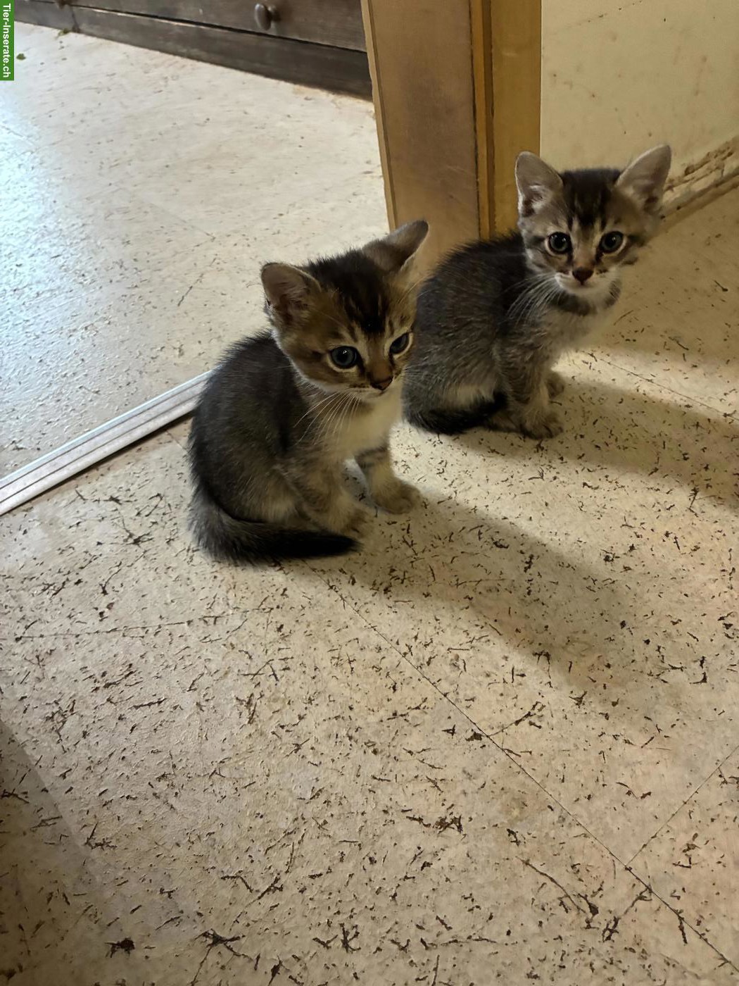 Bild 5: Bengal x Britisch Langhaar Mixkitten suchen ein Zuhause